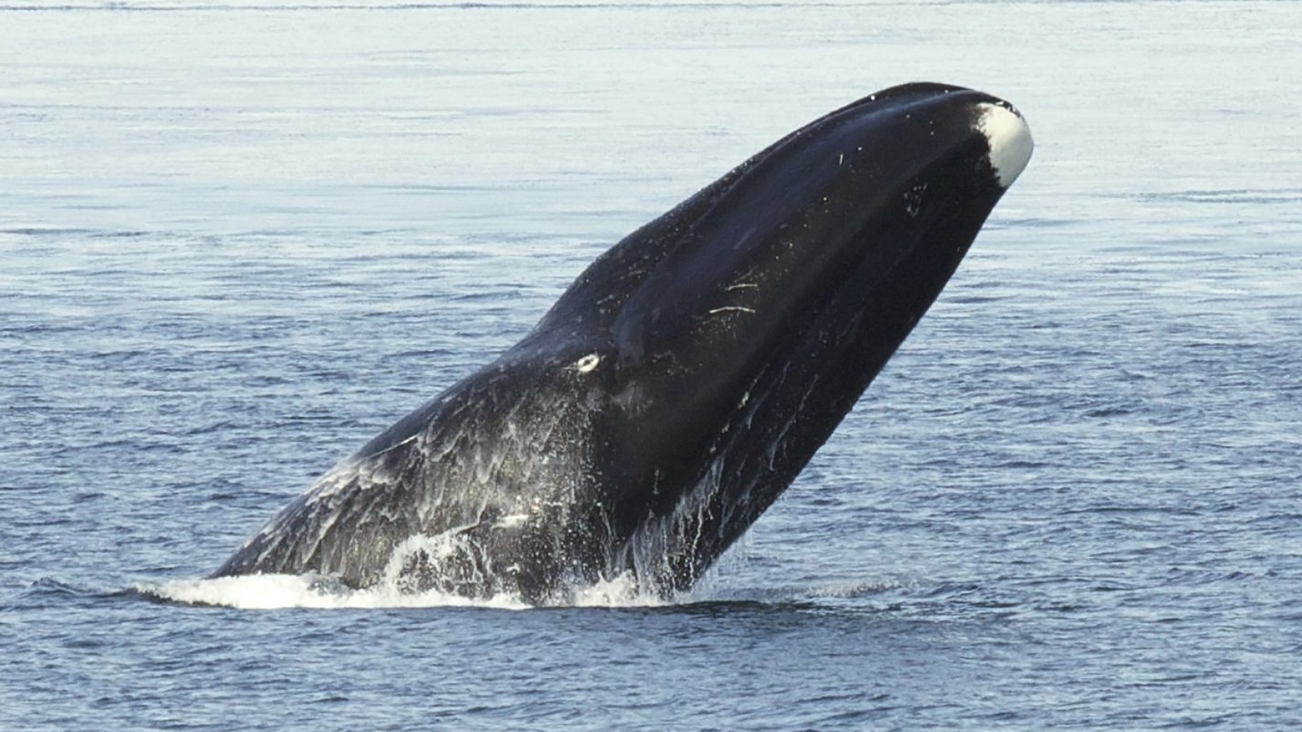 El cambio climático afectaría gravemente a las especies animales más longevas del planeta